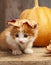 Ginger kitten and halloween pumpkin jack-o-lantern and on wood background