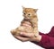 Ginger kitten on a human hands showing him as a gift