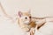 Ginger kitten light background indoors