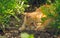 Ginger kitten playing in the garden