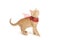 Ginger kitten with red bow isolated on white