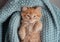 Ginger kitten. red kitten at blanket. Sweet adorable kitten on a serenity blue background. Funny kitten