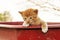 Ginger kitten in a red wagon