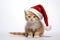 Ginger kitten in Santa hat against white backdrop, embodying Christmas charm