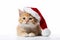 Ginger kitten in Santa hat against white backdrop, embodying Christmas charm