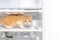 Ginger kitten on the shelf of the freezer. Defrosting the refrigerator, household chores