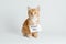 Ginger kitten with a sign on his neck on a light background