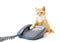 Ginger Kitten Sitting With Its Paw On A Phone