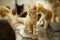 Ginger kitten sitting in the yard on a stone floor, portrait among his family