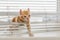 Ginger kitten tangled in window blinds