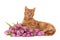 Ginger kitten with tulips