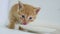 Ginger kitten video drinking milk from a saucer