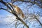 Ginger kitten walk on a tree against a blue sky, beautiful cat climbs on dry bare branches