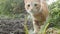 Ginger kitten walking outdoors and making jump, cat observing garden, pet playing and hunting outdoors