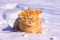 Ginger kitten walks in the snow