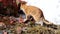 A ginger kitten walks through a snow-covered garden in early spring