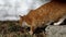 A ginger kitten walks on the street in early spring. The cat marks its territory