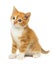 Ginger kitten on white background