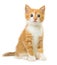 Ginger kitten on white background