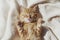 Ginger kitten on white blanket with closed eyes, cozy pattern, inviting relaxation