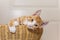 Ginger kitten in wicker basket