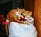 Ginger kittens on top of a sack Vietnam