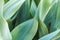 Ginger leaves daun kencur in close up photos, look fresh and green as your background