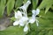 Ginger lily - Hedychium