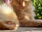 Ginger, long haired cat in sunshine, close up.