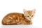 Ginger mackerel tabby kitten