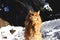 Ginger main coon cat catching the snow