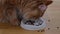 Ginger Maine coon cat eating cat food from a bowl. Side view.