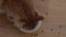 Ginger Maine Coon cat eating cat food from a bowl and spilling it.
