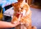 Ginger Maine Coon cat eating his food from human hand