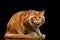 Ginger Maine Coon Cat frightened Looking in Camera, Isolated Black