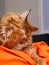 Ginger Maine Coon cat grooming his paw on an orange bean bag chair