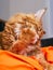 Ginger Maine Coon cat grooming itself on an orange bean bag chair