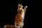 Ginger Maine Coon Cat Isolated on Black Background