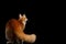 Ginger Maine Coon Cat Isolated on Black Background