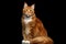 Ginger Maine Coon Cat Isolated on Black Background