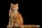 Ginger Maine Coon Cat with Long Tail Sitting Isolated Black