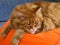 A ginger Maine Coon cat lying on an orange bean bag chair