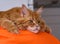 Ginger Maine Coon cat lying on an orange bean bag chair