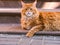 Ginger Maine Coon cat lying on a porch step outdoors