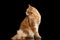 Ginger Maine Coon Cat, Profile view Isolated on Black Background