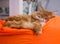 A ginger Maine Coon cat sleeping on an orange bean bag chair