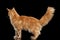 Ginger Maine Coon Cat Standing Isolated on Black Background