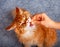 Ginger Maine Coon cat taking his food from human hand
