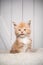 ginger maine coon kitten portrait licking lips on white wooden background