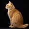 ginger manx cat with short tail, plain black background